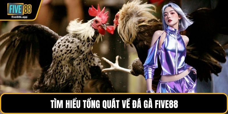 Tìm hiểu tổng quát về đá gà FIVE88